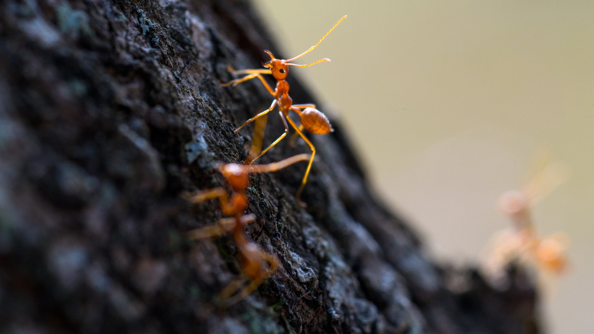 This Tiny Invasive Species Just Sent a Hiker to the Hospital