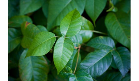 IStock Poisonivy-445x260 27111 iStock_poisonivy-445x260