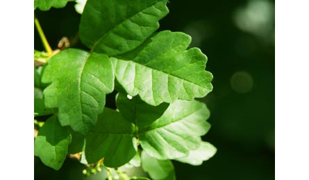 IStock Poisonoak-445x260 27112 iStock_poisonoak-445x260