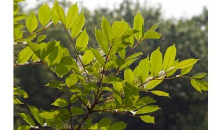 Poison-sumac-445x260 27113 poison-sumac-445x260