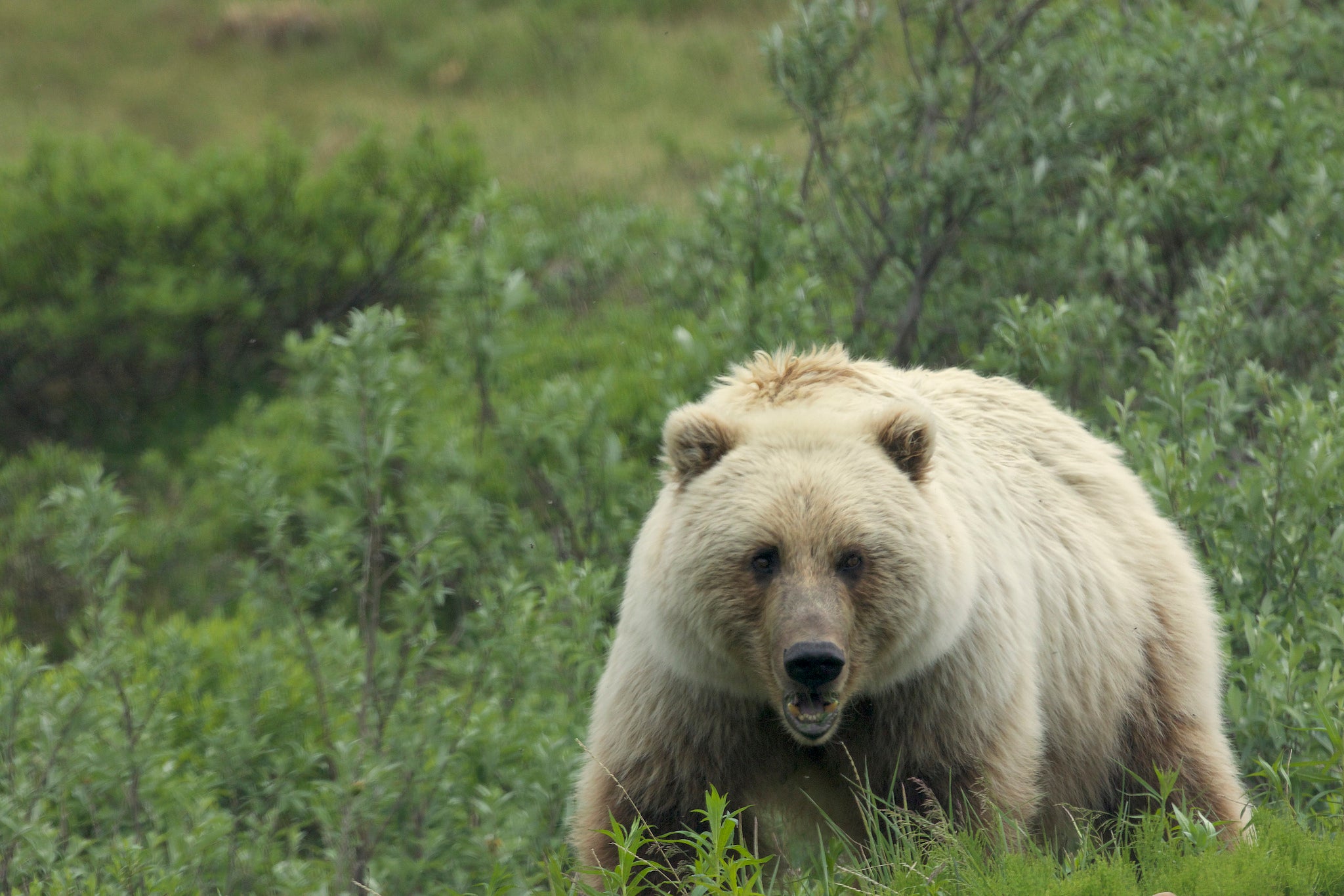 Survival Story Surviving a Grizzly Attack in Glacier National Park