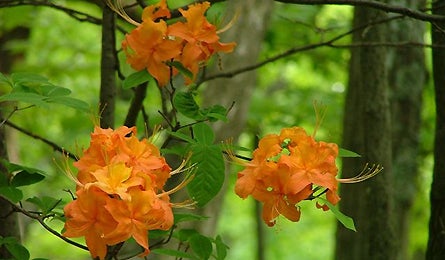 At Nature 1 11854 at nature 1