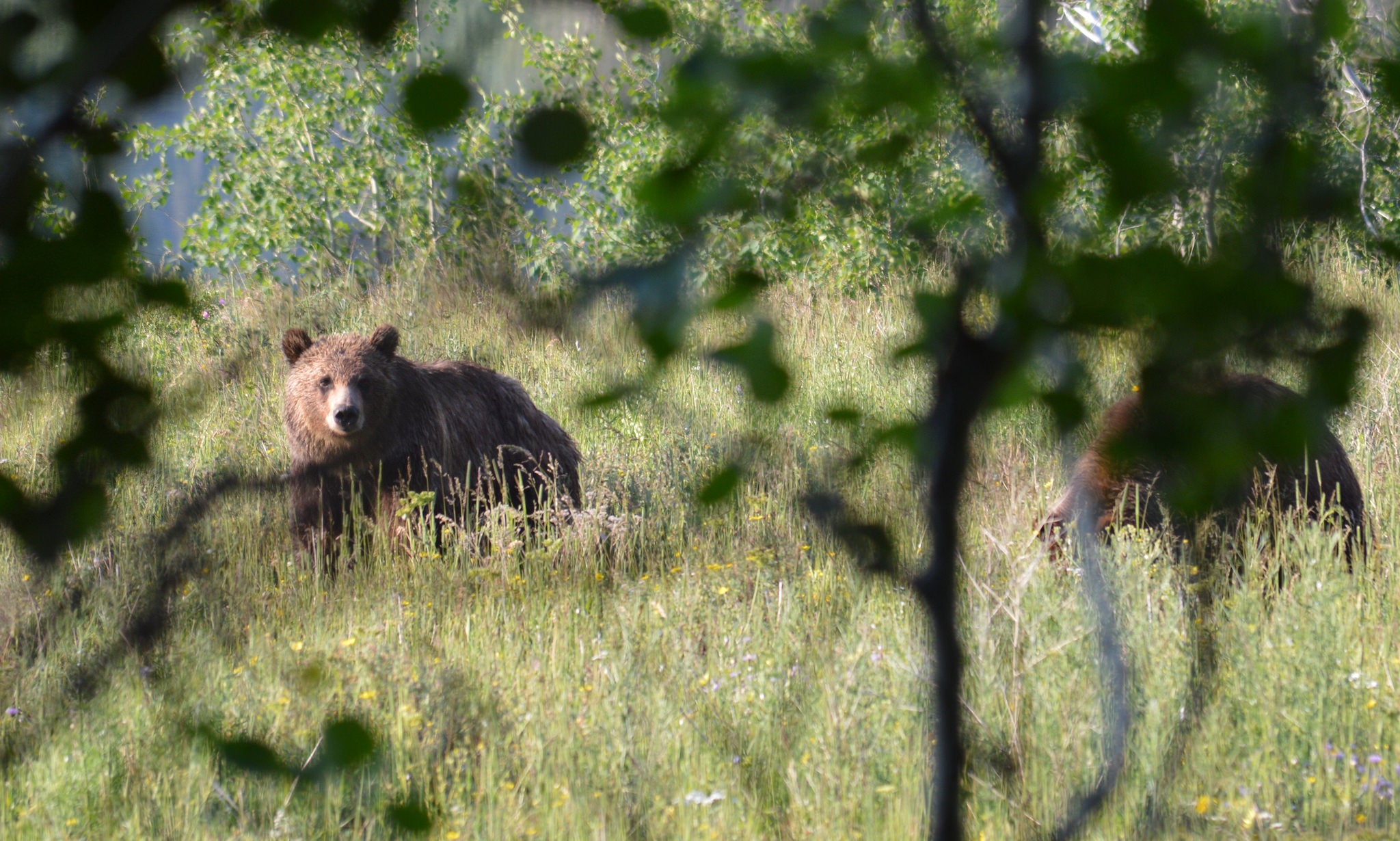 montana Grizzlies