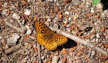 Genny Butterfly Photo 445x260 17953 genny butterfly photo 445x260
