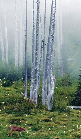 Reader Photo Ghost Trees 445x260 17949 reader photo ghost trees 445x260