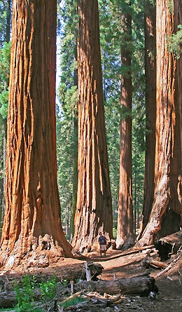 Reader Photo Sequoias 445x260 17954 reader photo sequoias 445x260