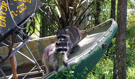 October 09 Rip N Go 10000 Lake Racoon 445x260 18705 october 09 rip n go 10000 lake racoon 445x260