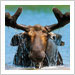 moose75x75 None