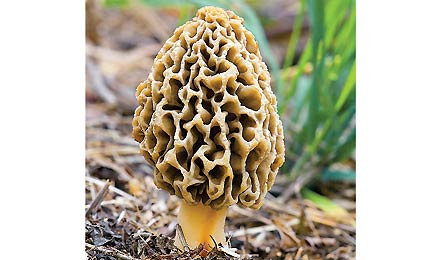 Gadomski Morel 445x260 30778 Morel (Photo by Michael P. Gadomski)