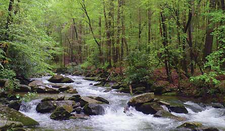 PRives NCGorgesSP-445x260 30777 Toxaway Creek (Photo by Peter Rives)