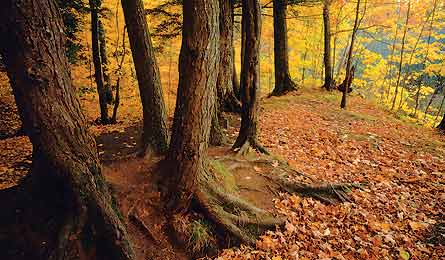 BP1011DESTRipMid Wunrow 445x260 31538 Old-growth hemlocks (Photo by Eric Wunrow)