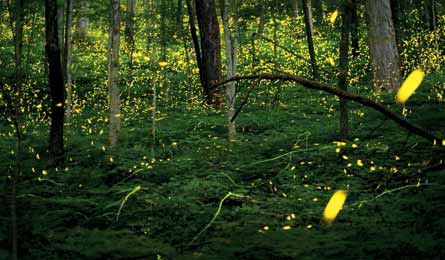 BP0613 Champagne FireFlies 445x260.jpg 80246 BP0613_Champagne_FireFlies_445x260.jpg