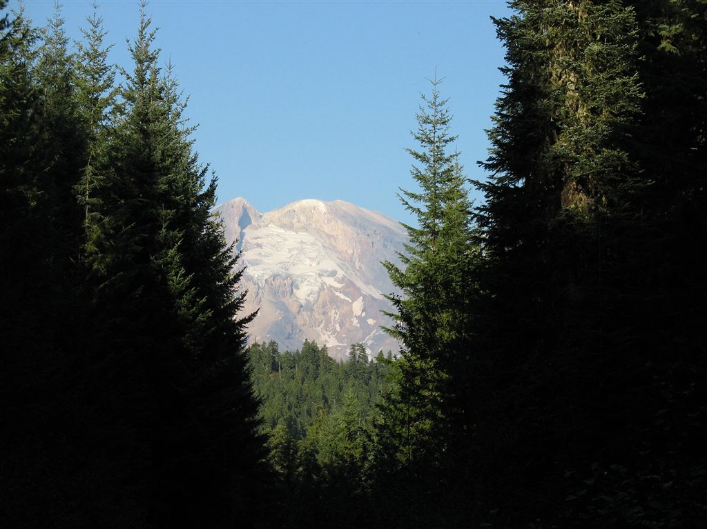 Adams through the pines None