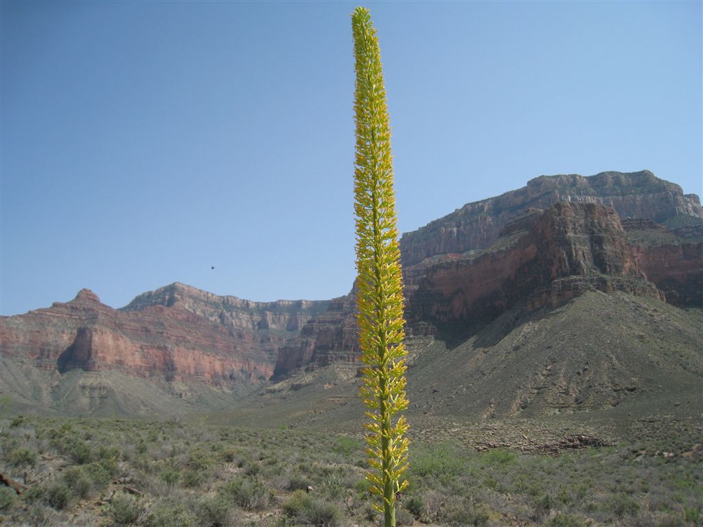 Agave None