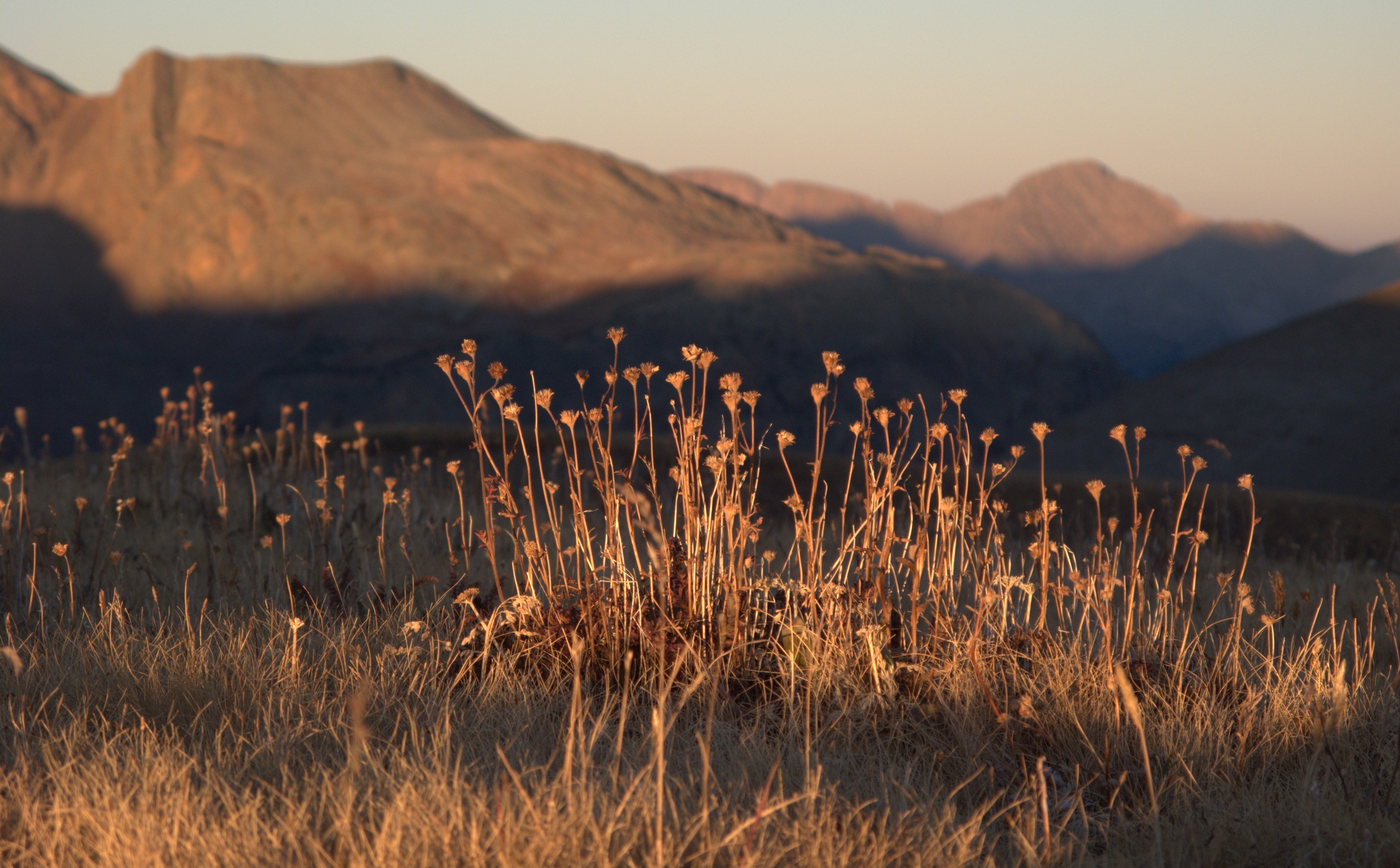 Alpine grass None