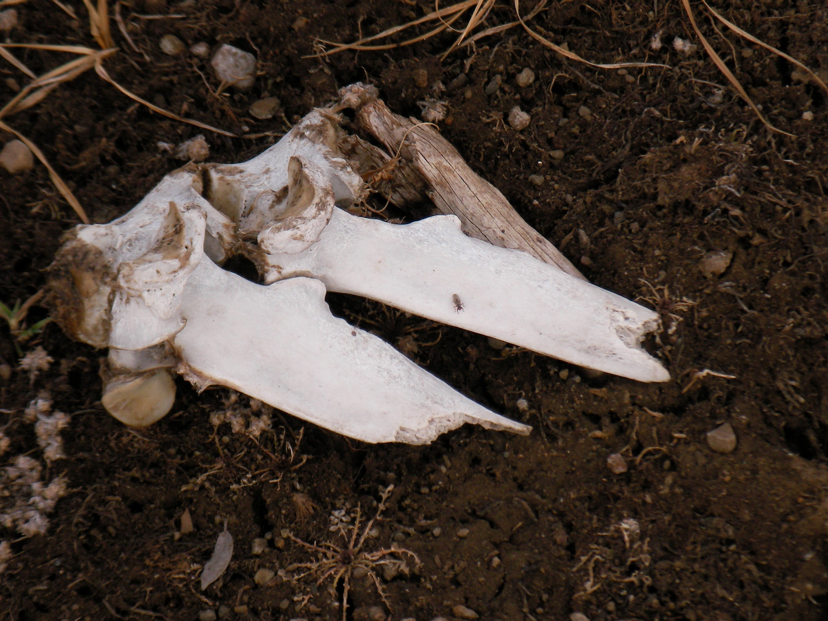 Animal Bones None