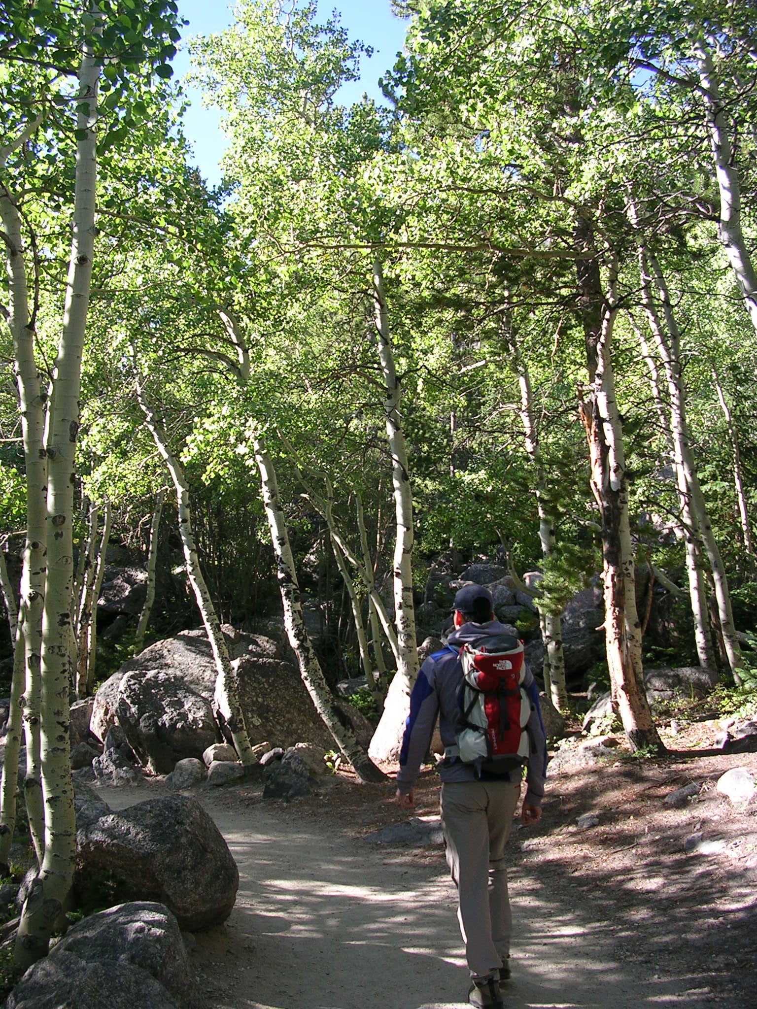 Aspen Grove None
