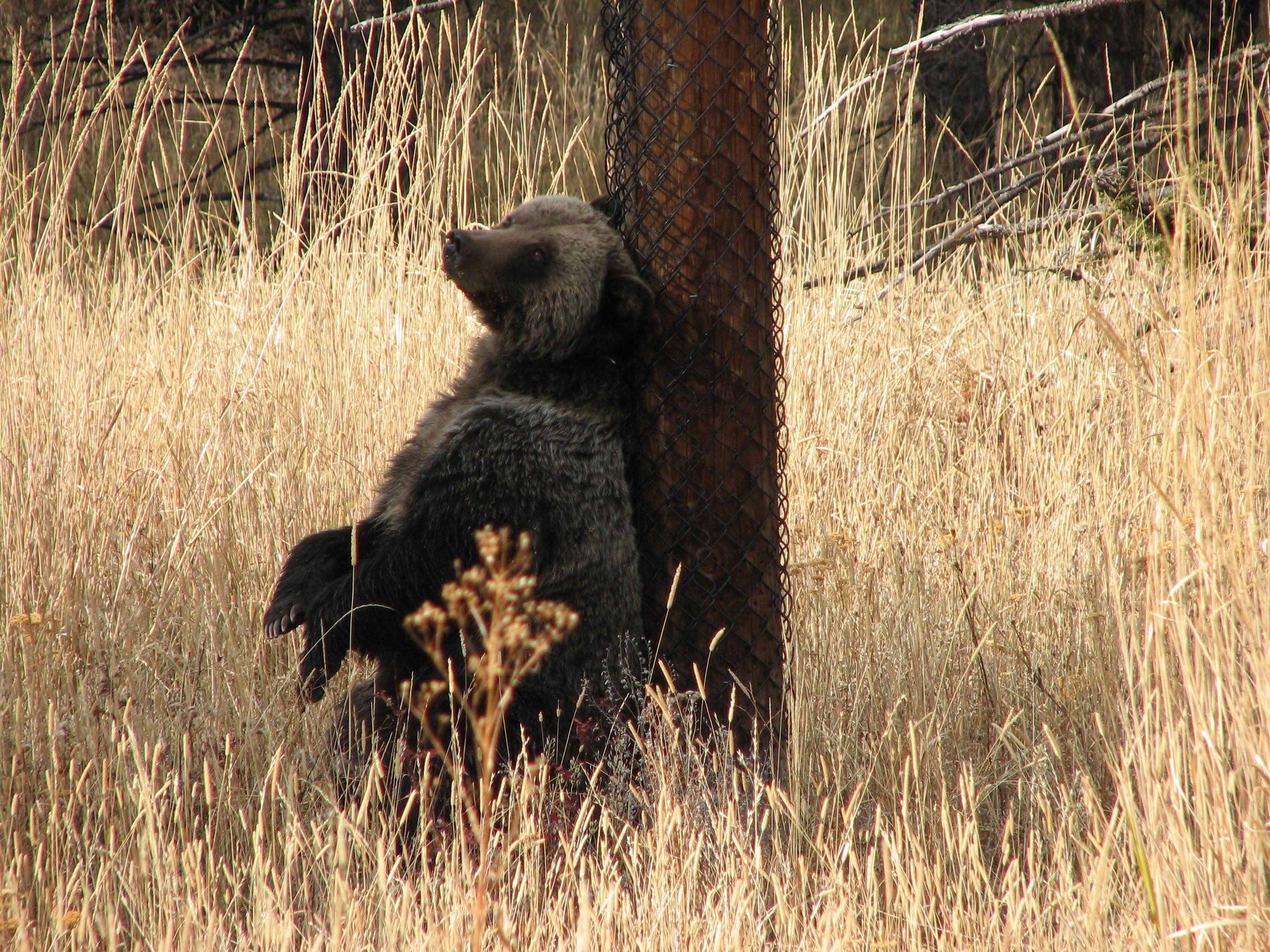 Back-Scratching Grizzly None