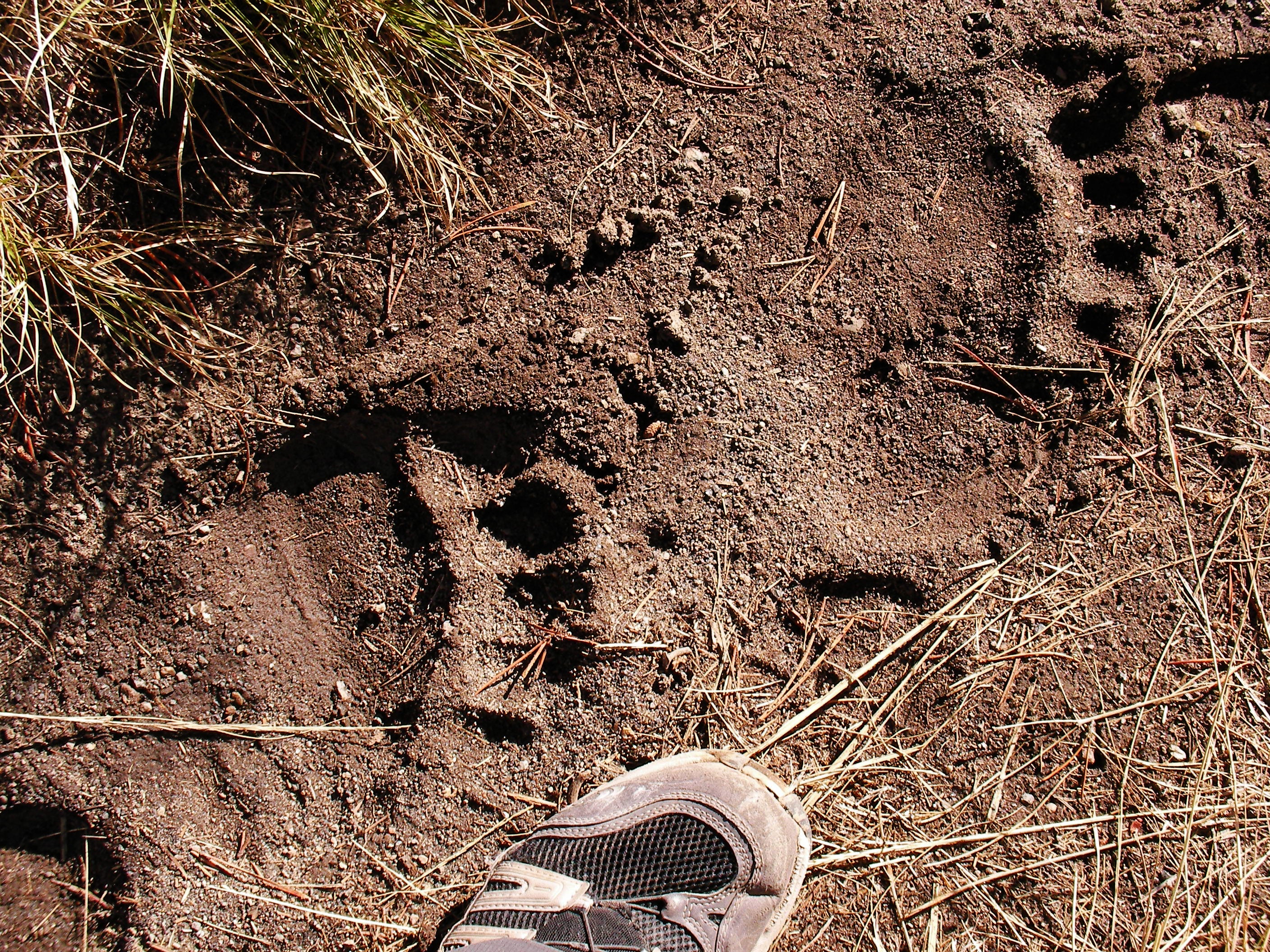 Bear Tracks None