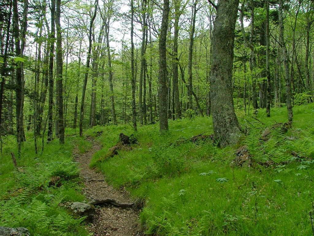Birch Forest None