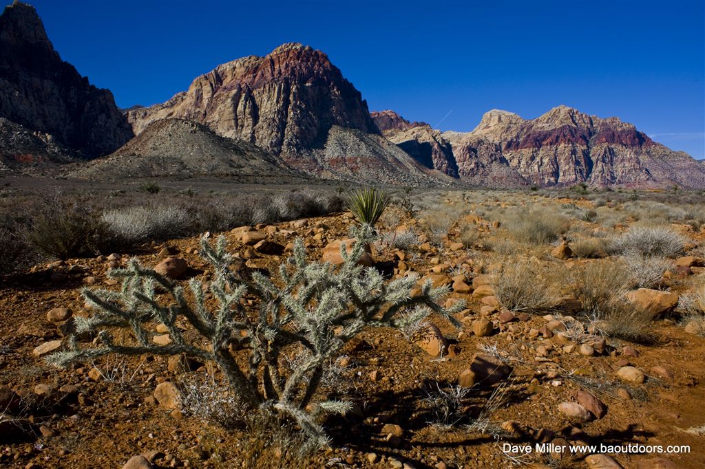 Buckhorn Cholla None