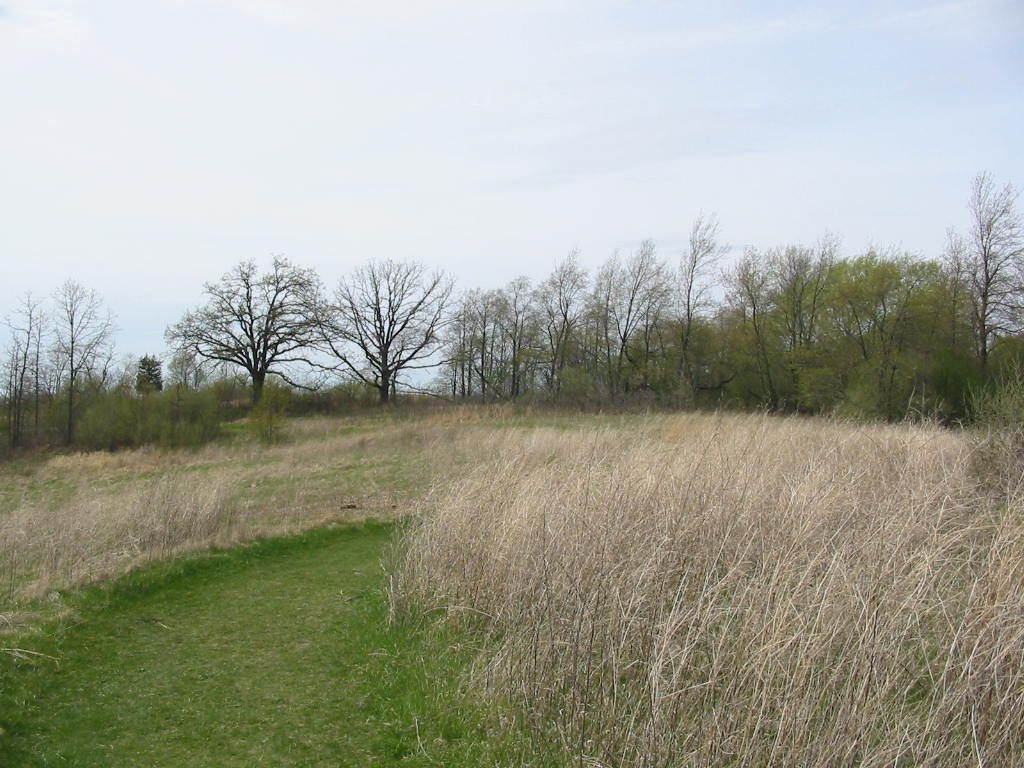 Bur Oaks None