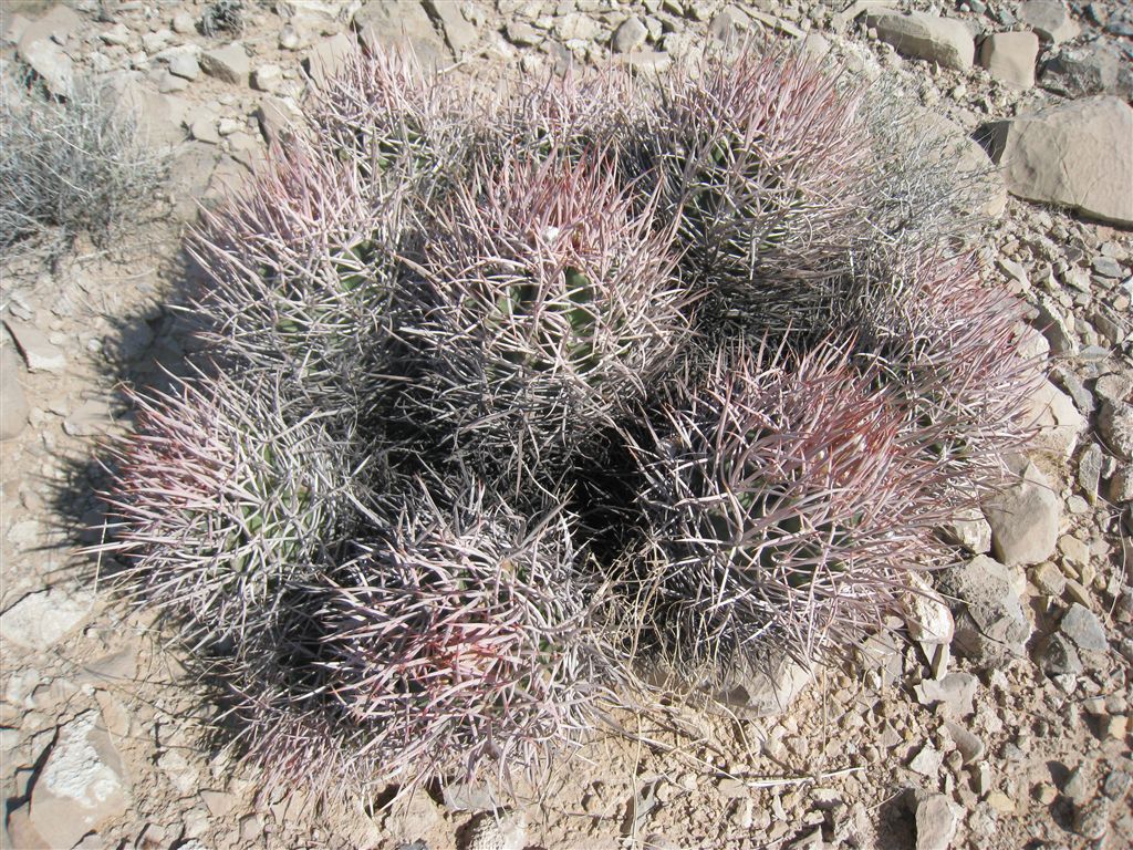 Cactus None
