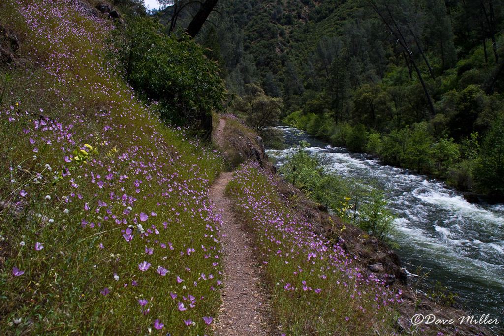 Colorful Trail None