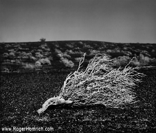 Creosote None