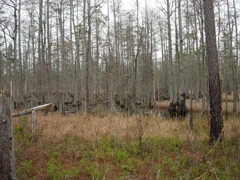 Cypress Swamp None