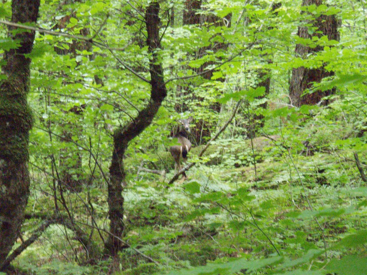 Deer None