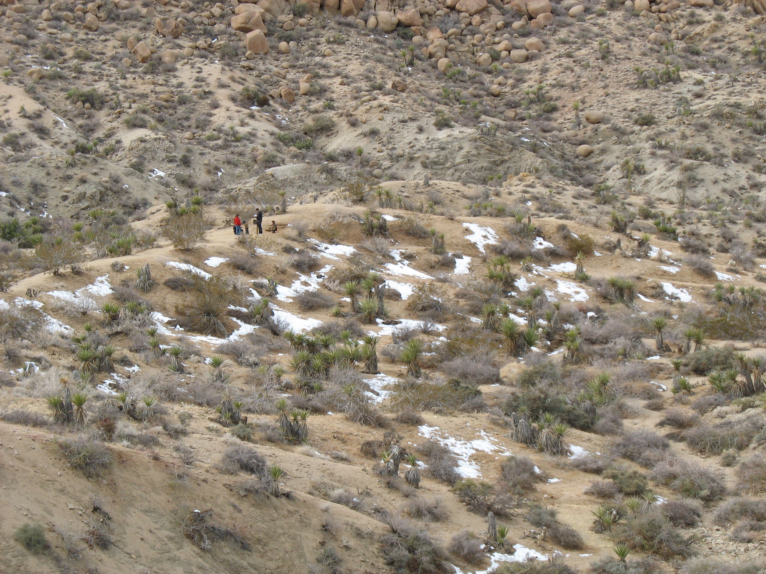 Descent to Lost Palms Oasis Trail None