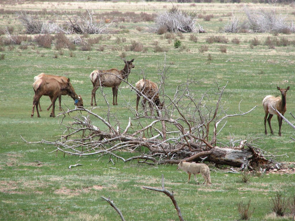 Elk None