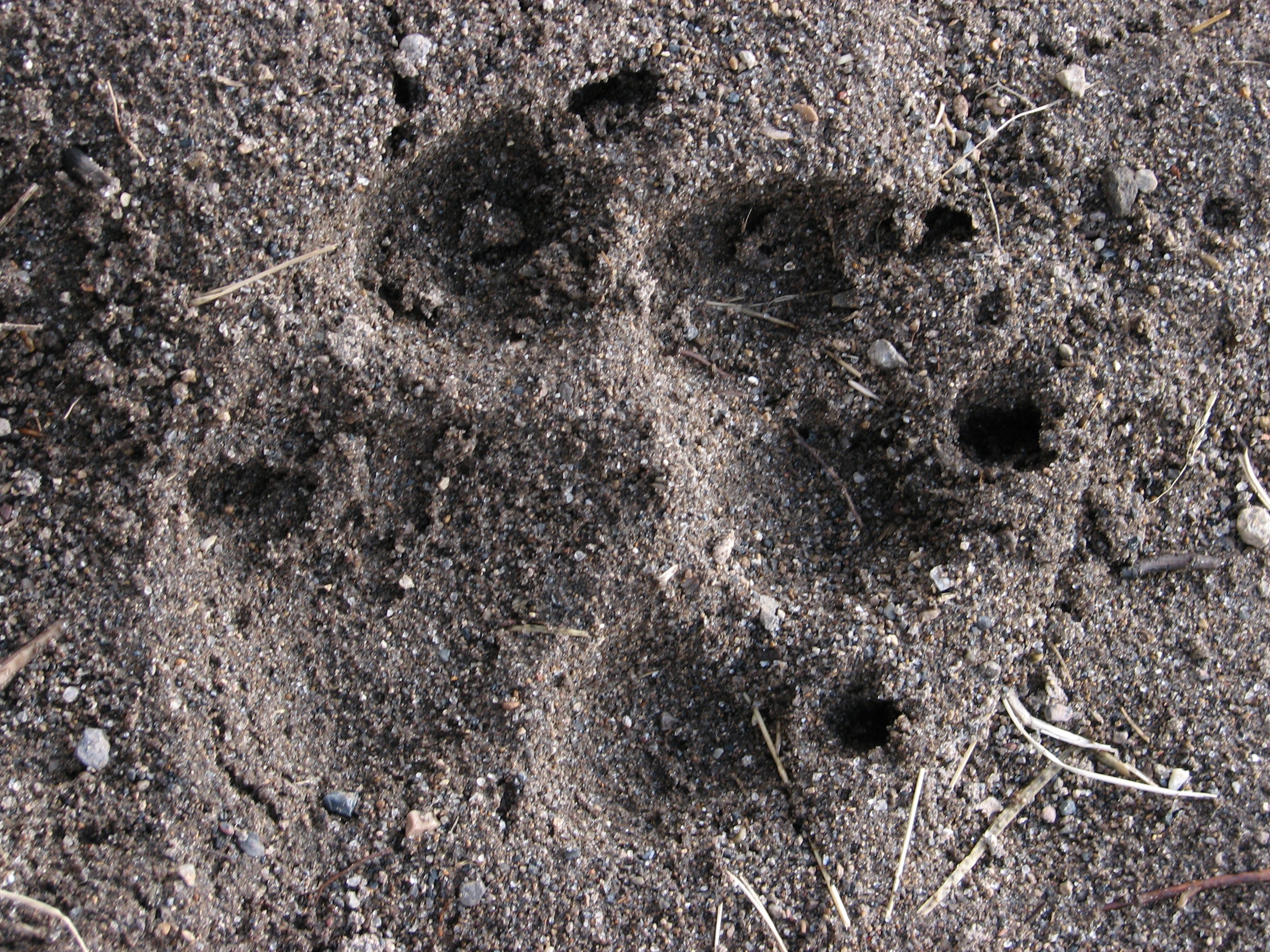 Footprint None