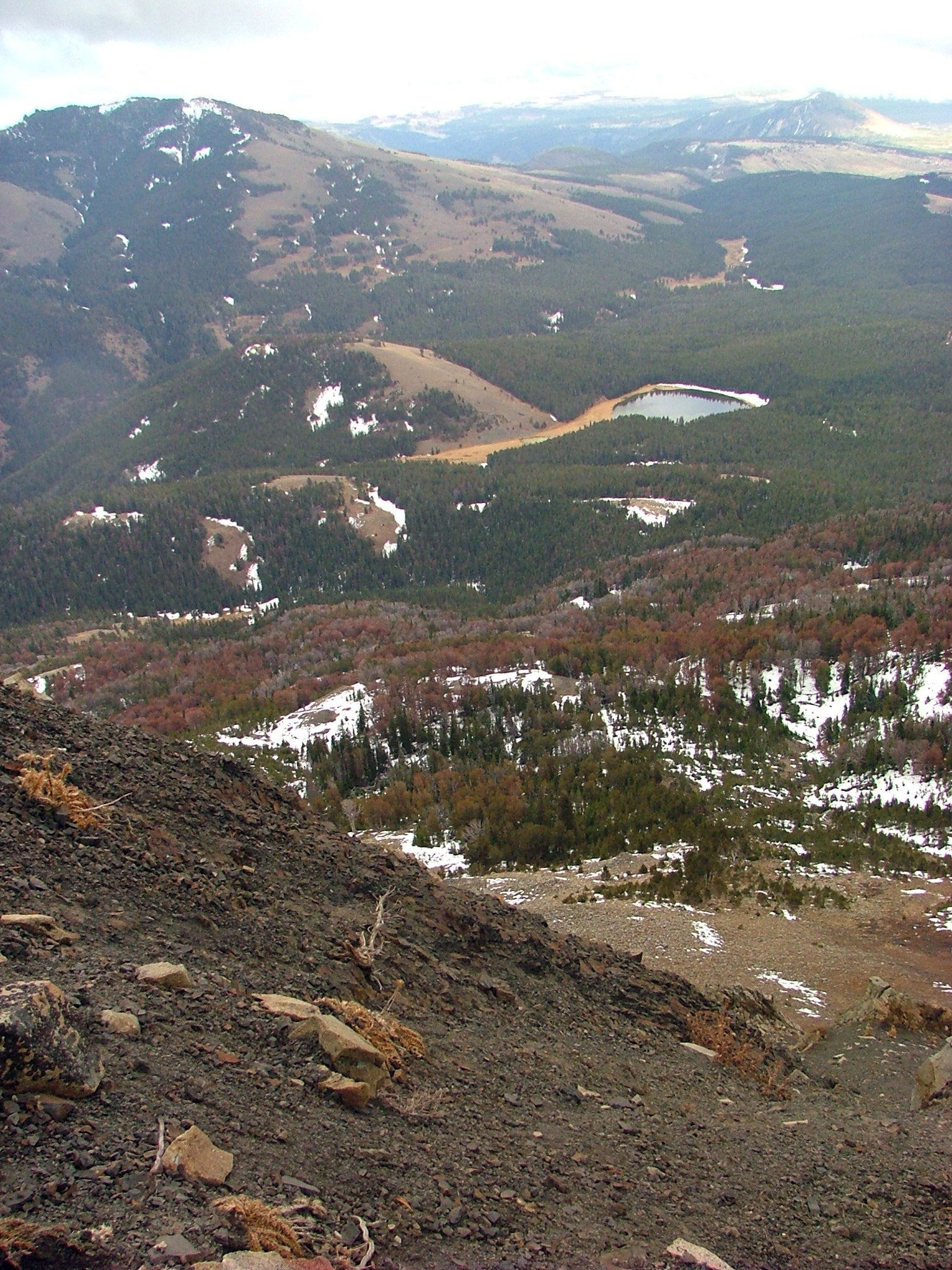 Forest Below None