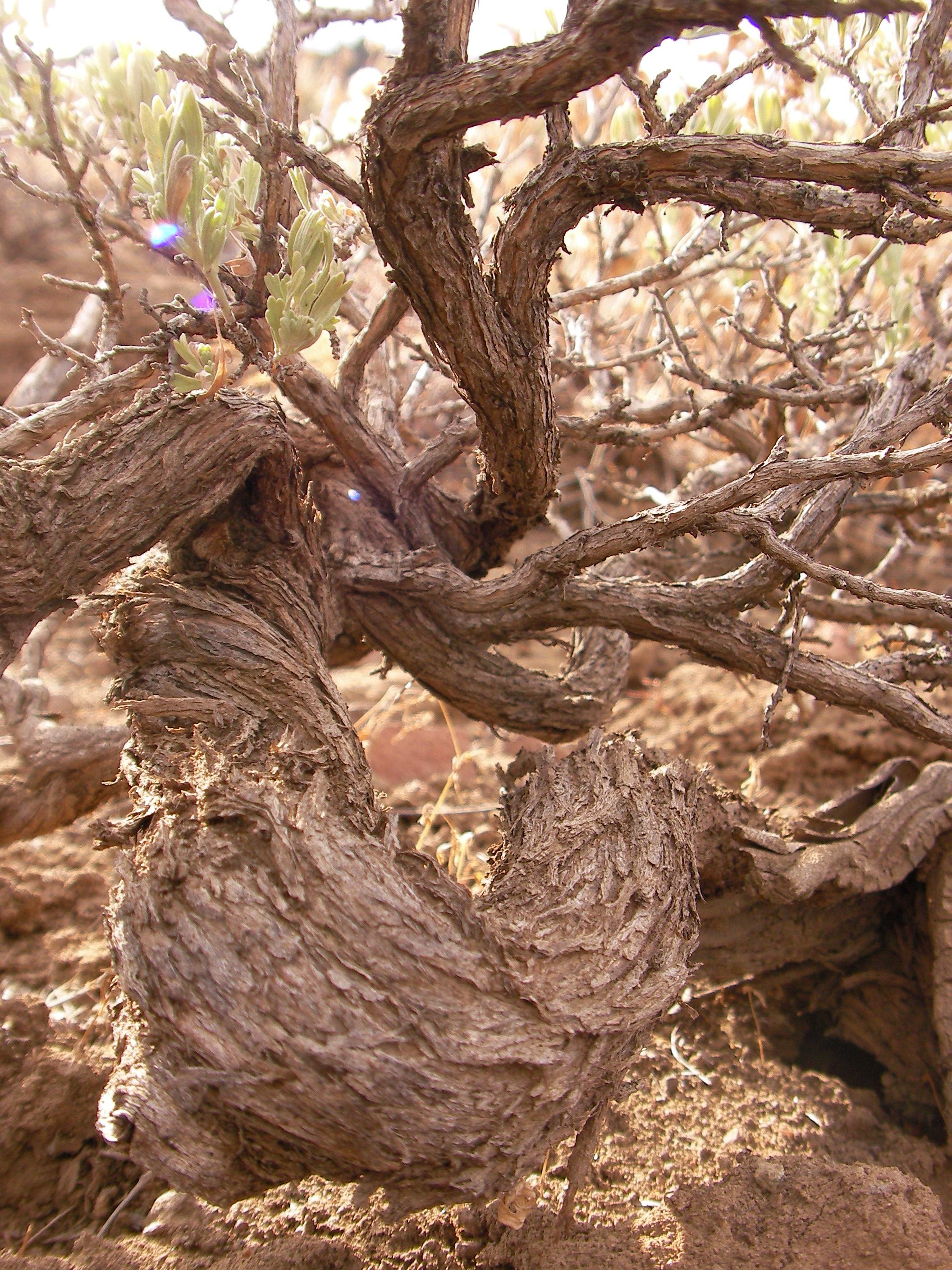 Gnarled Tree None