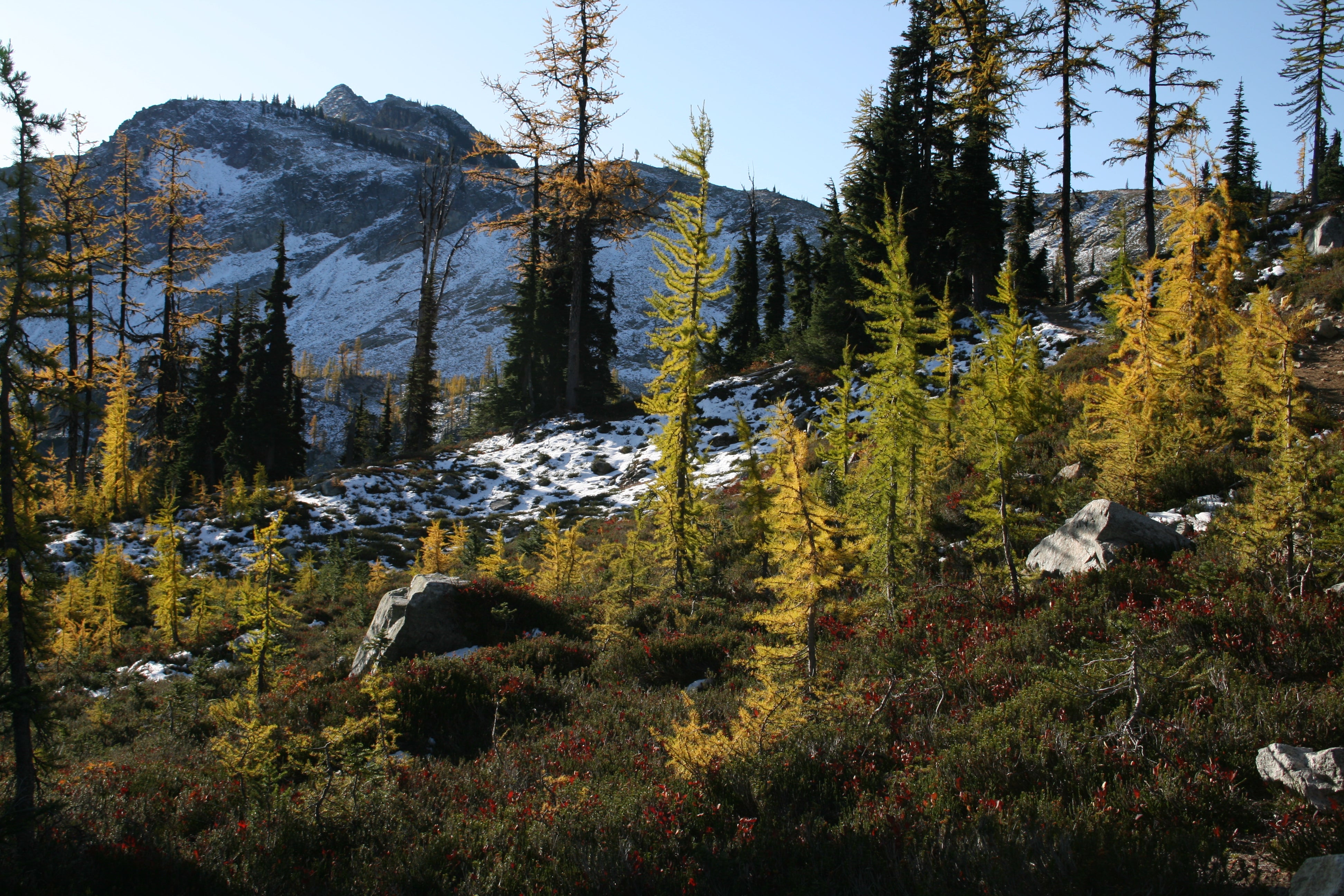 Golden Larch None