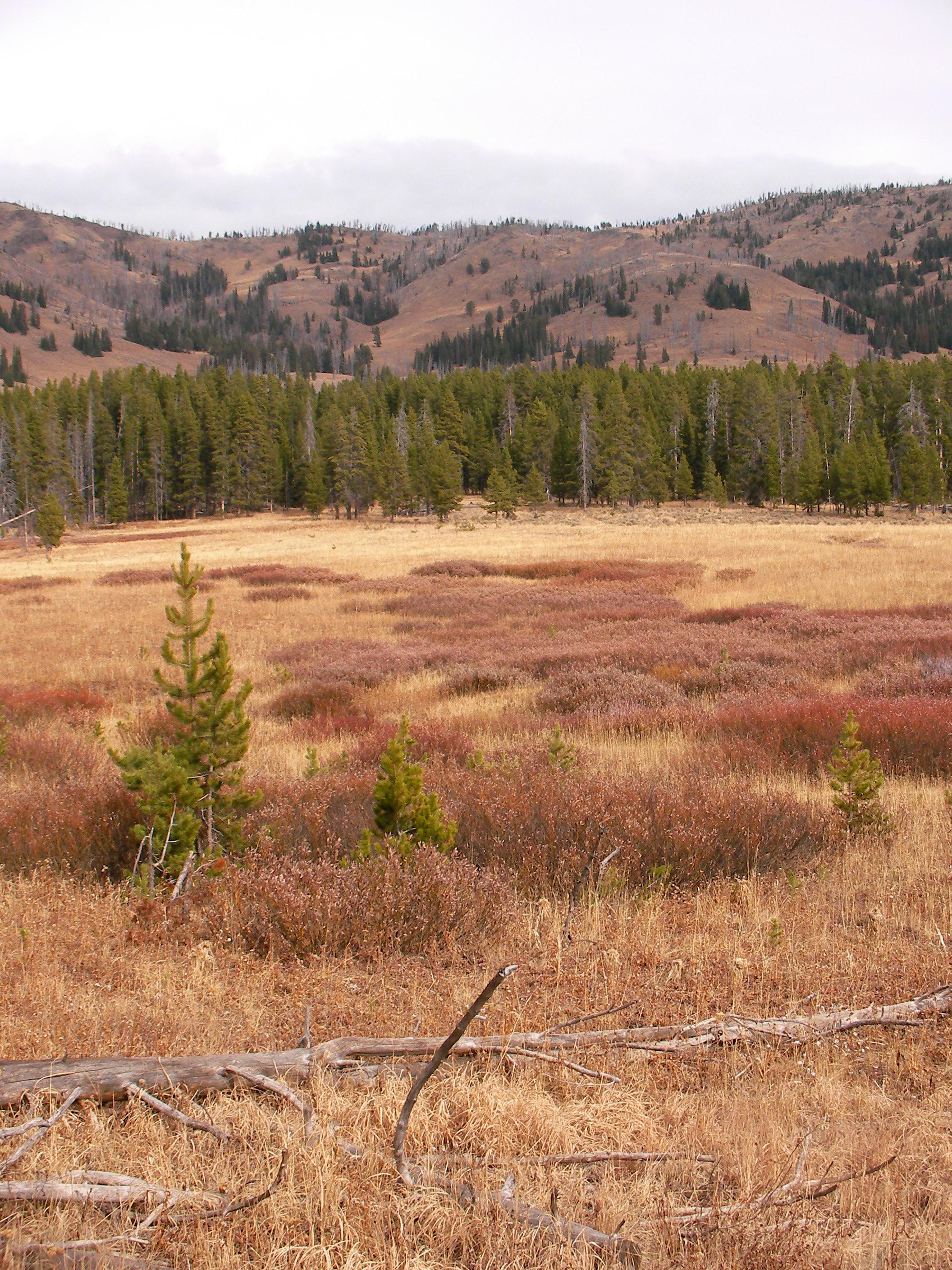 Golden Meadow None
