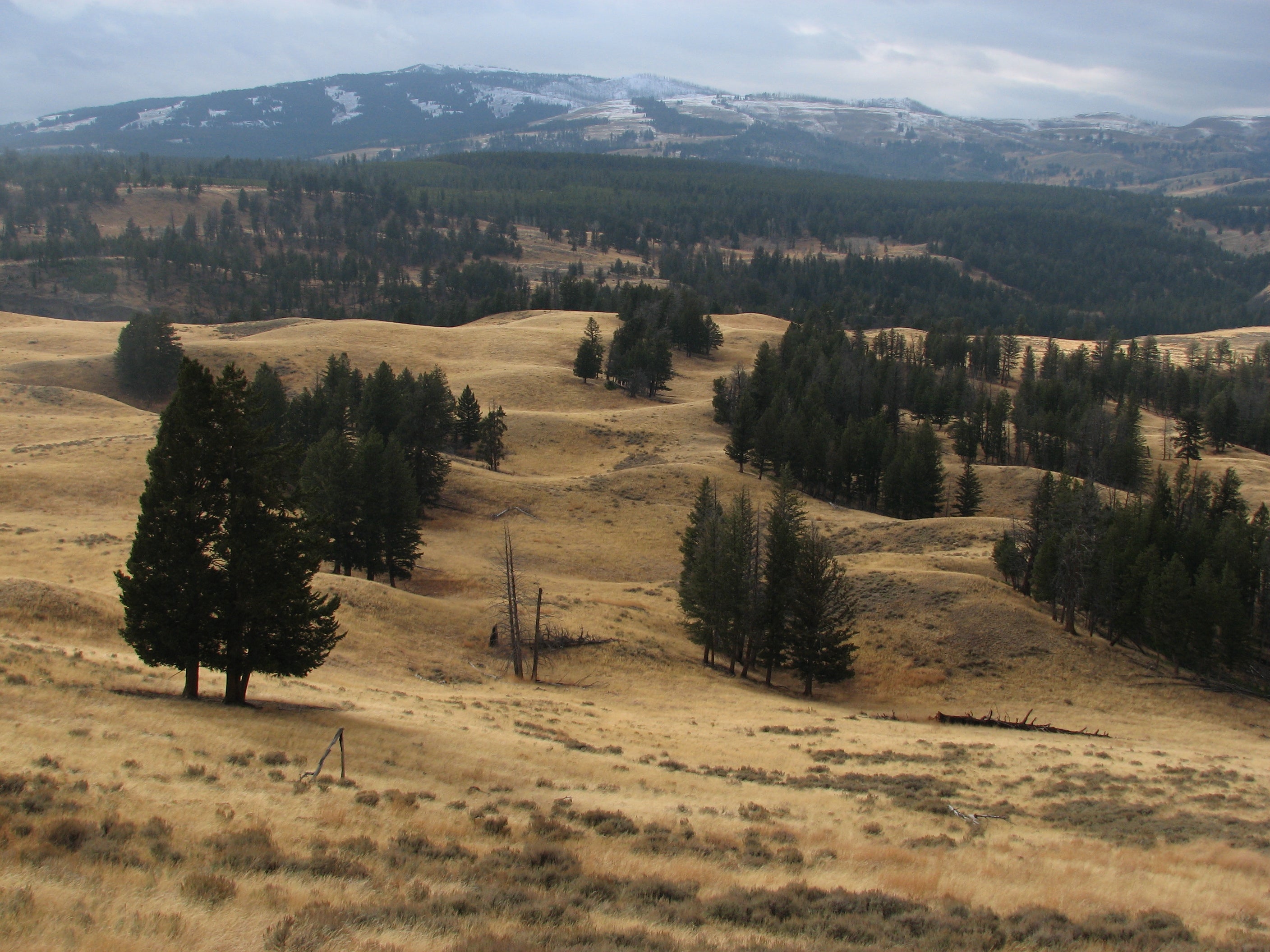Golden Meadows None