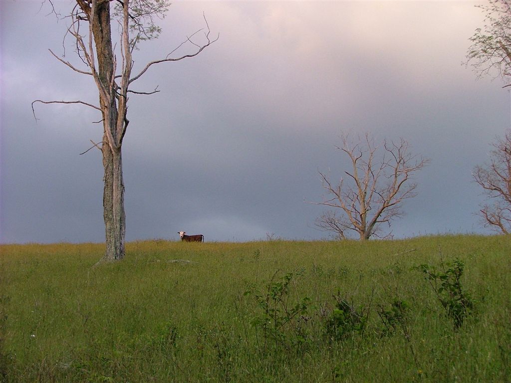 Grassy Field None