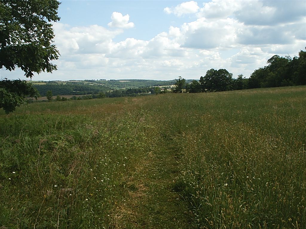 Grassy Trail None