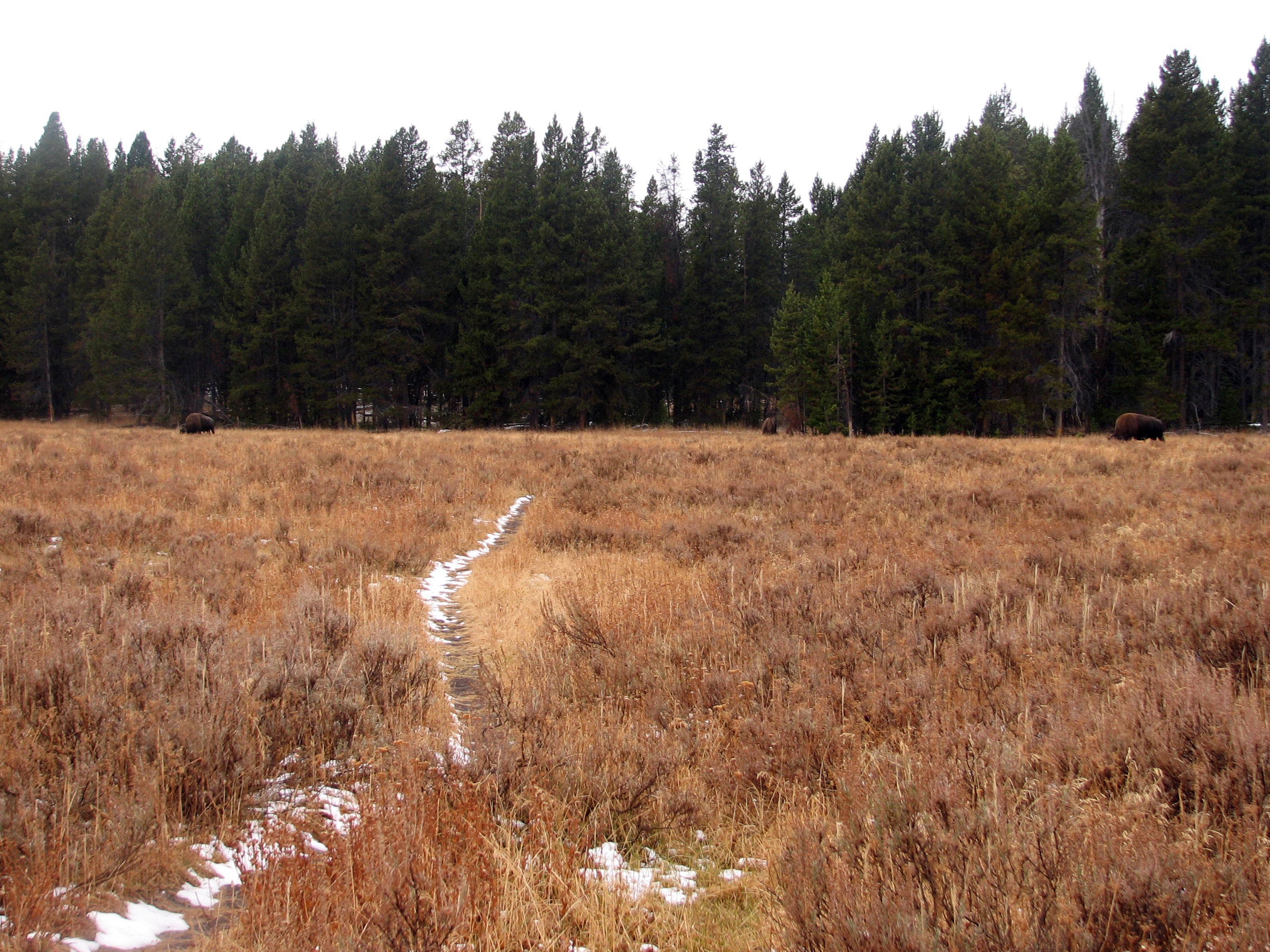 Grazing Bison None