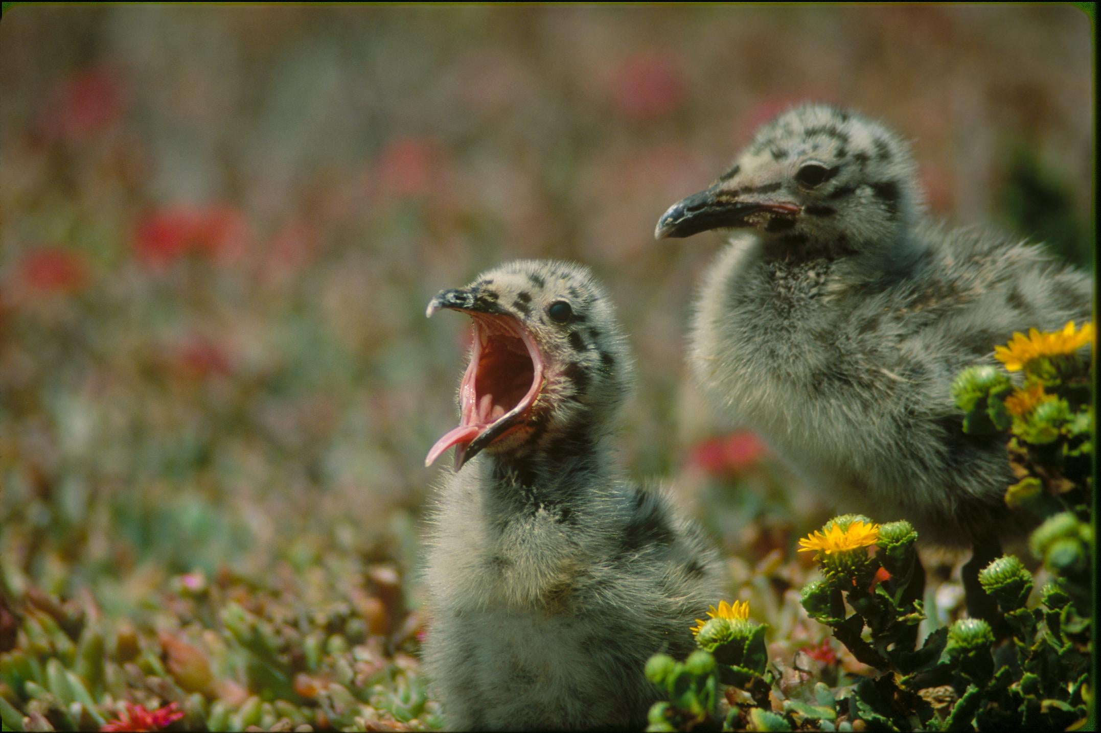 Gull Chicks None