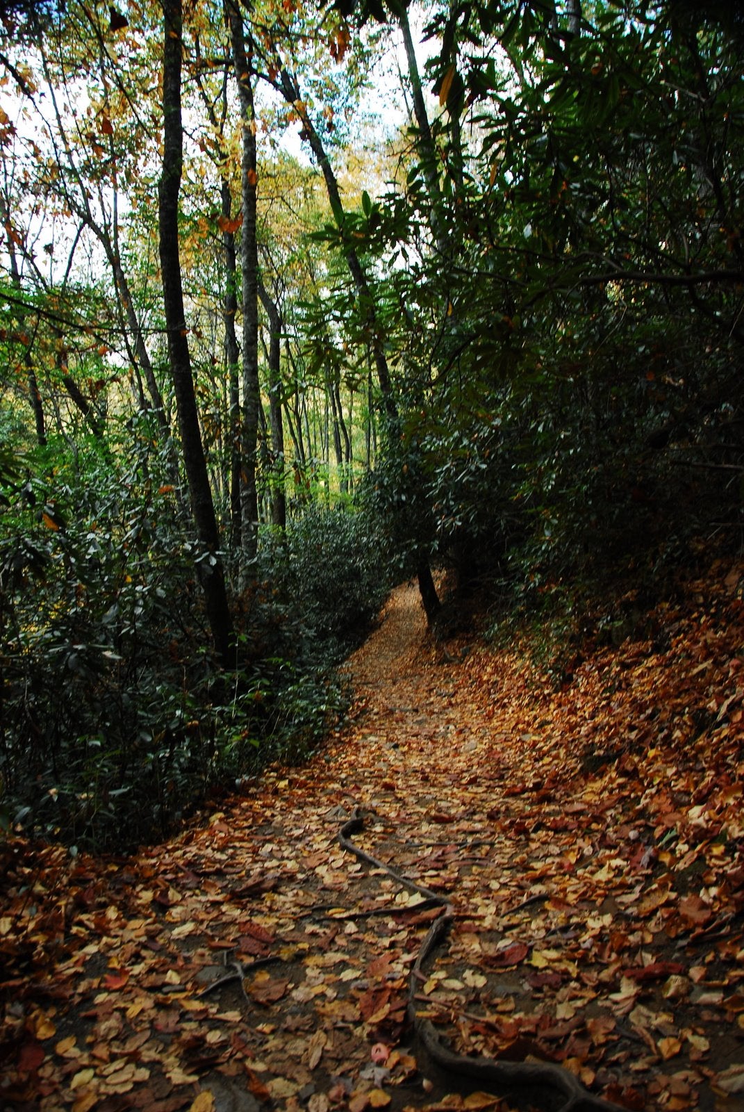 Hawksbill Trail None