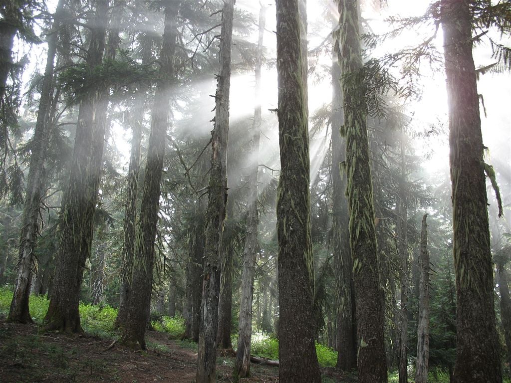 Light through lichen-draped conifers None