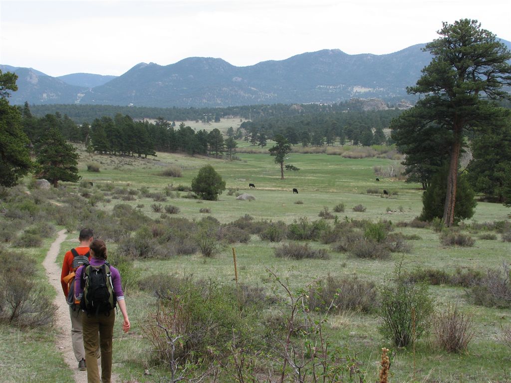 Meadow None