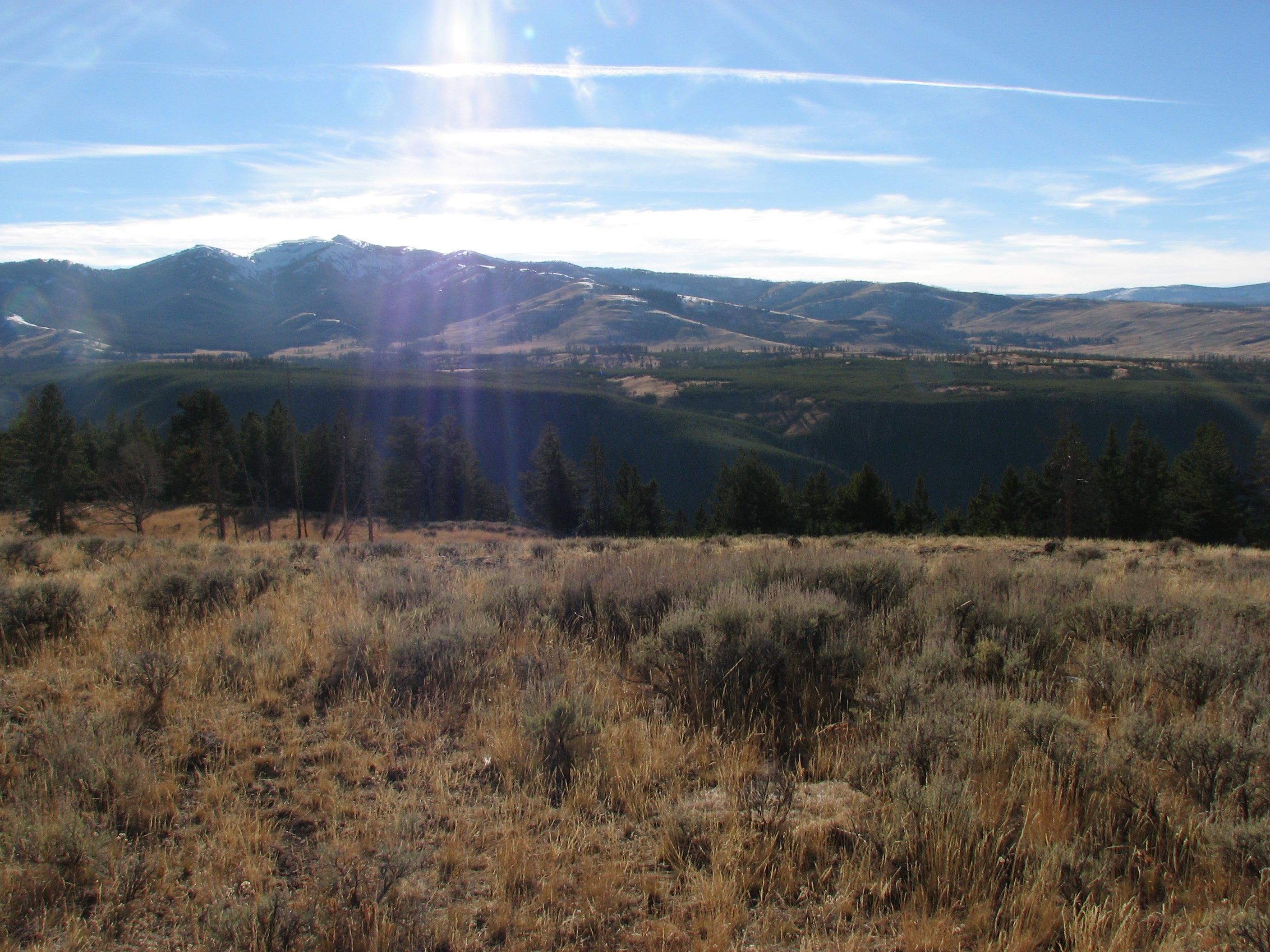 Meadow None