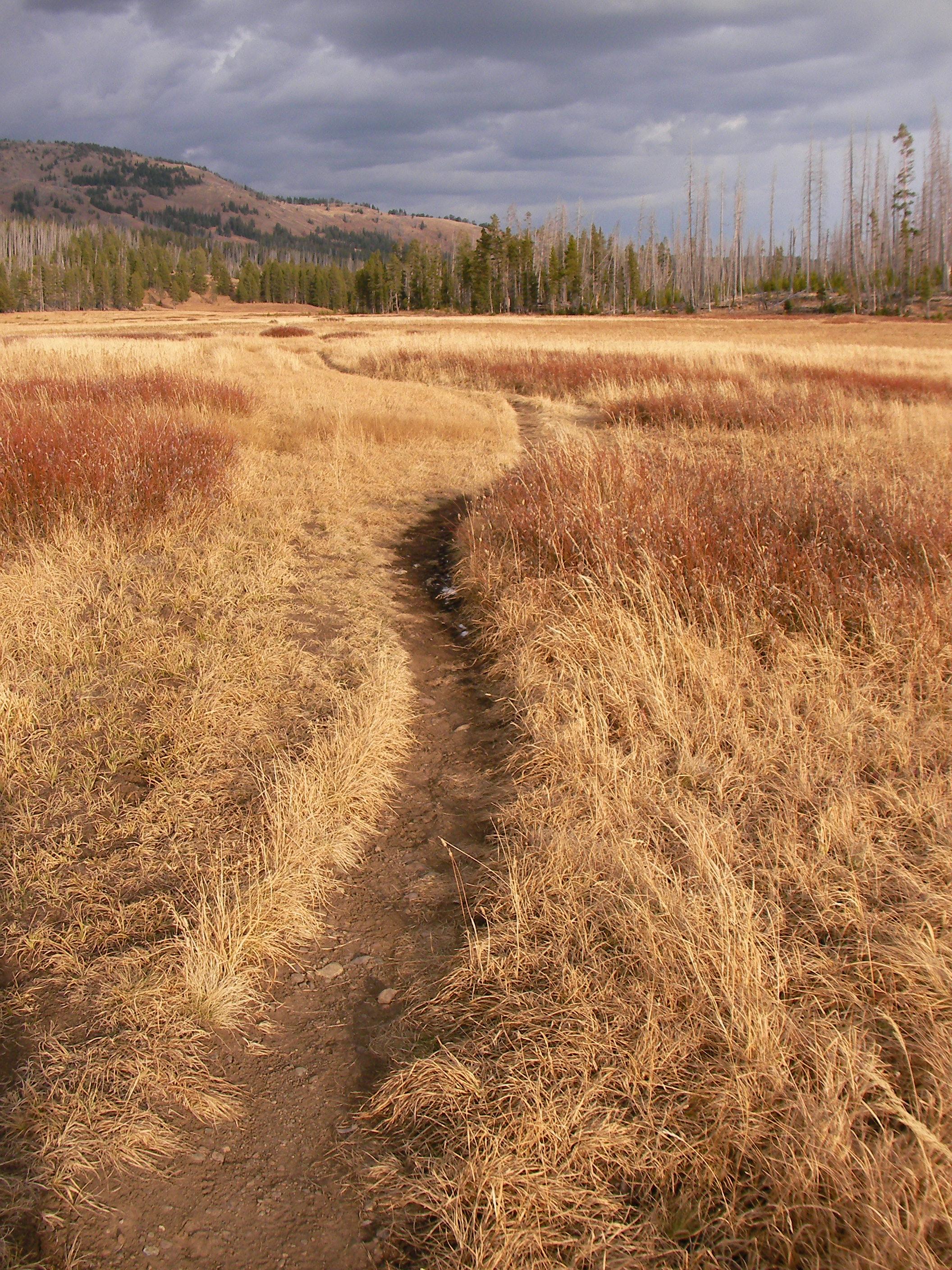 Meadow near Cascade Lake None
