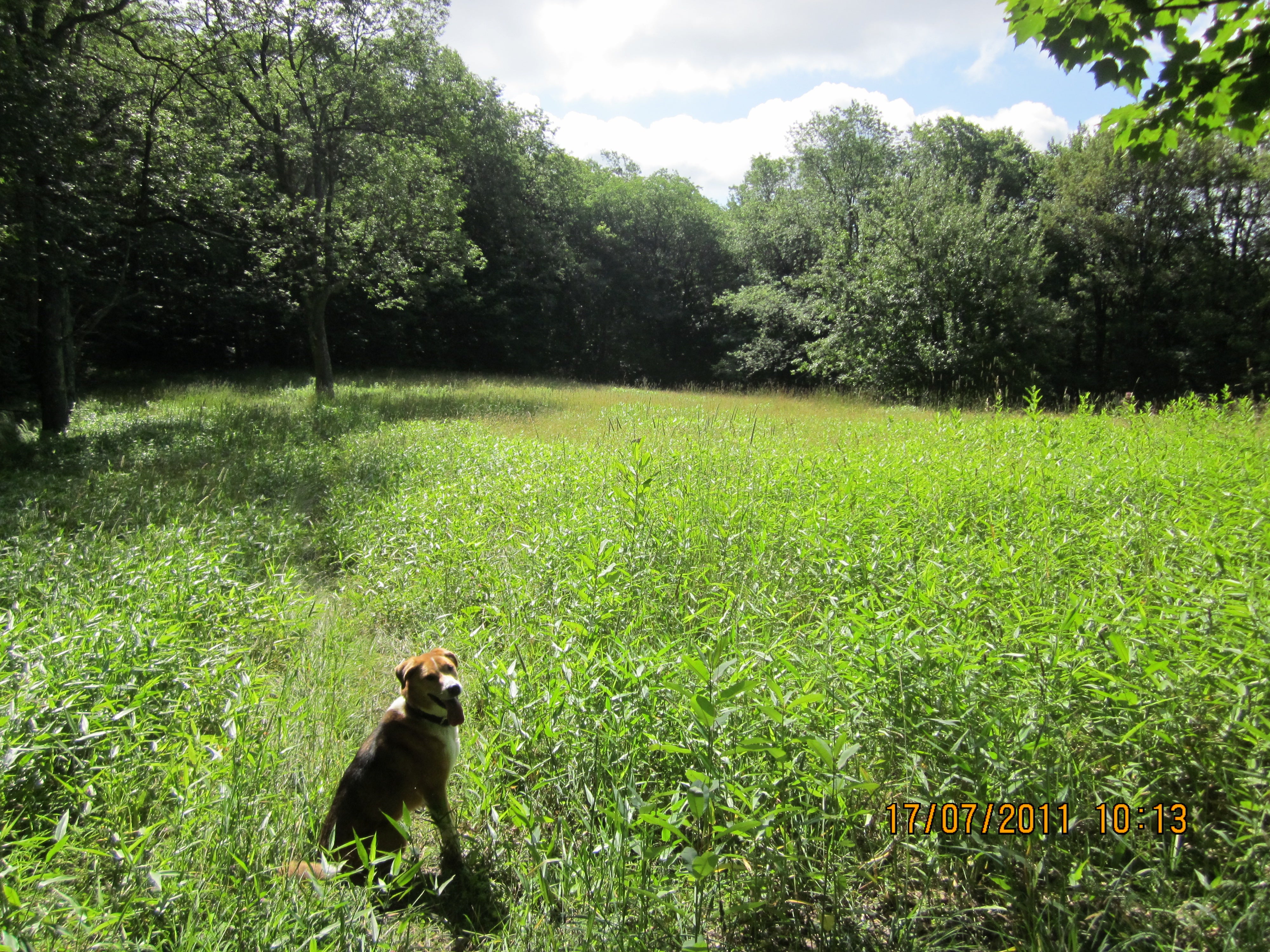 Meadows along Spring Ridge None
