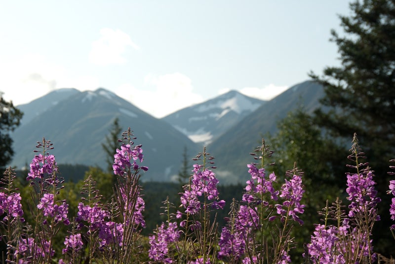 More wildflowers None